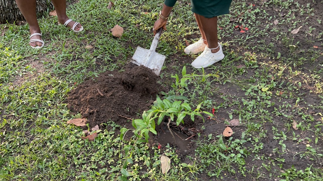Tree Planting