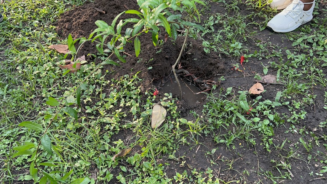 Tree Planting